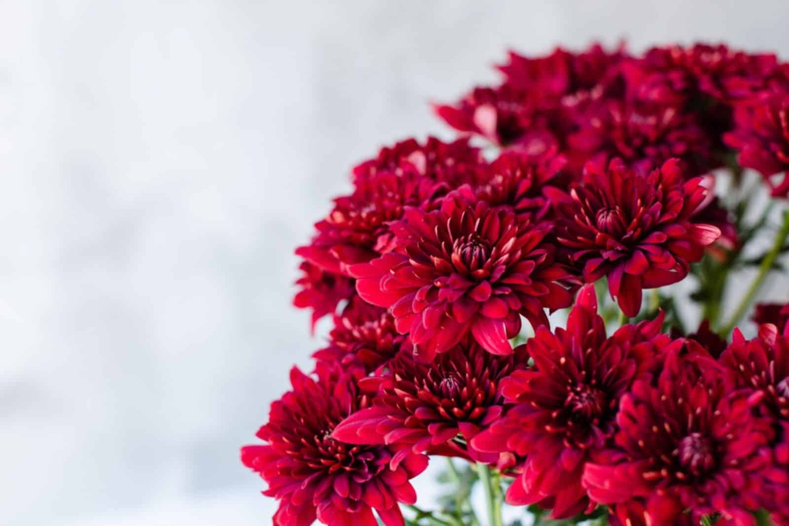 Close up of red Chrysanthemums in bouquet