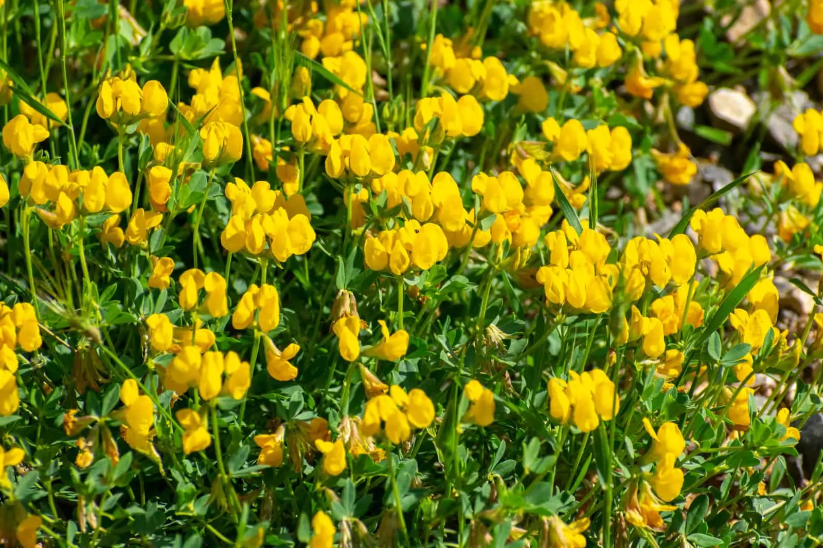 30 Weeds With Small Yellow Flowers And Tips To Eradicate Them