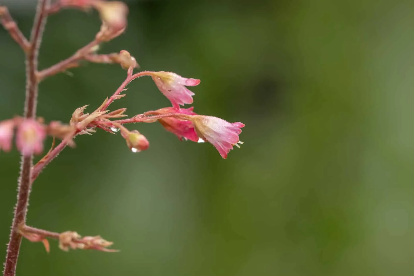 Close up shot of Coral bell flowers