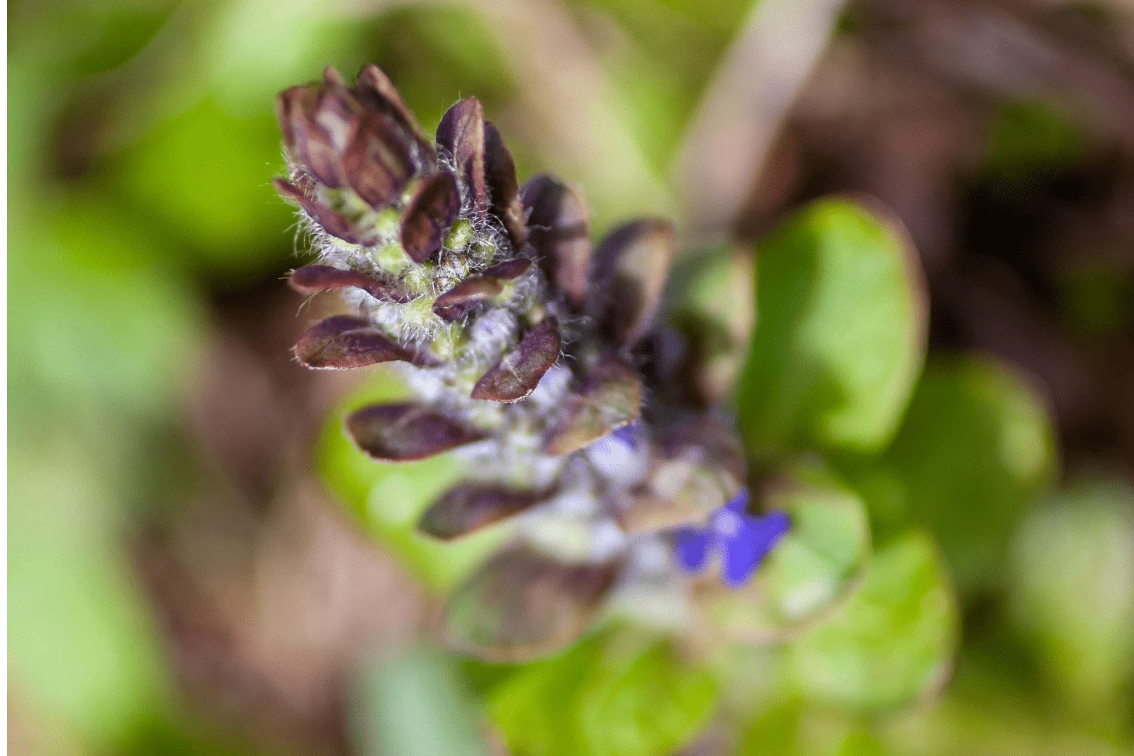 Closeup of a blooming juga reptans, bugle, carpetweed