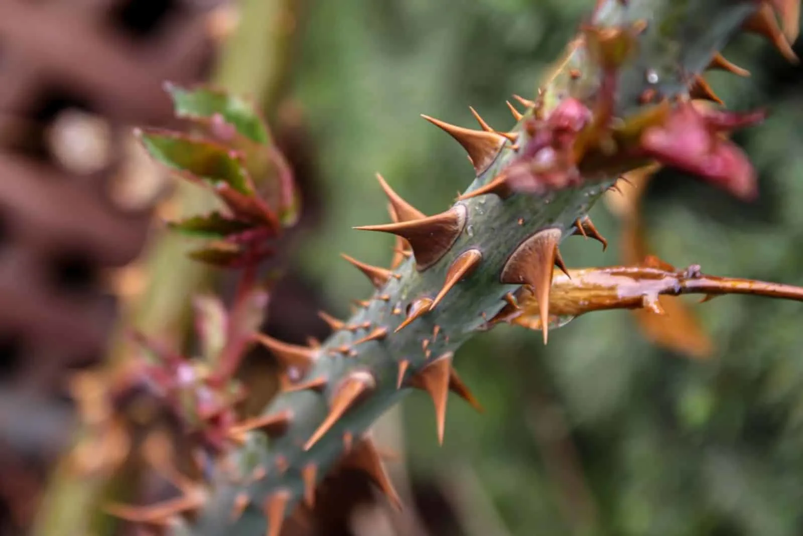 Closeup of rose thorn stem