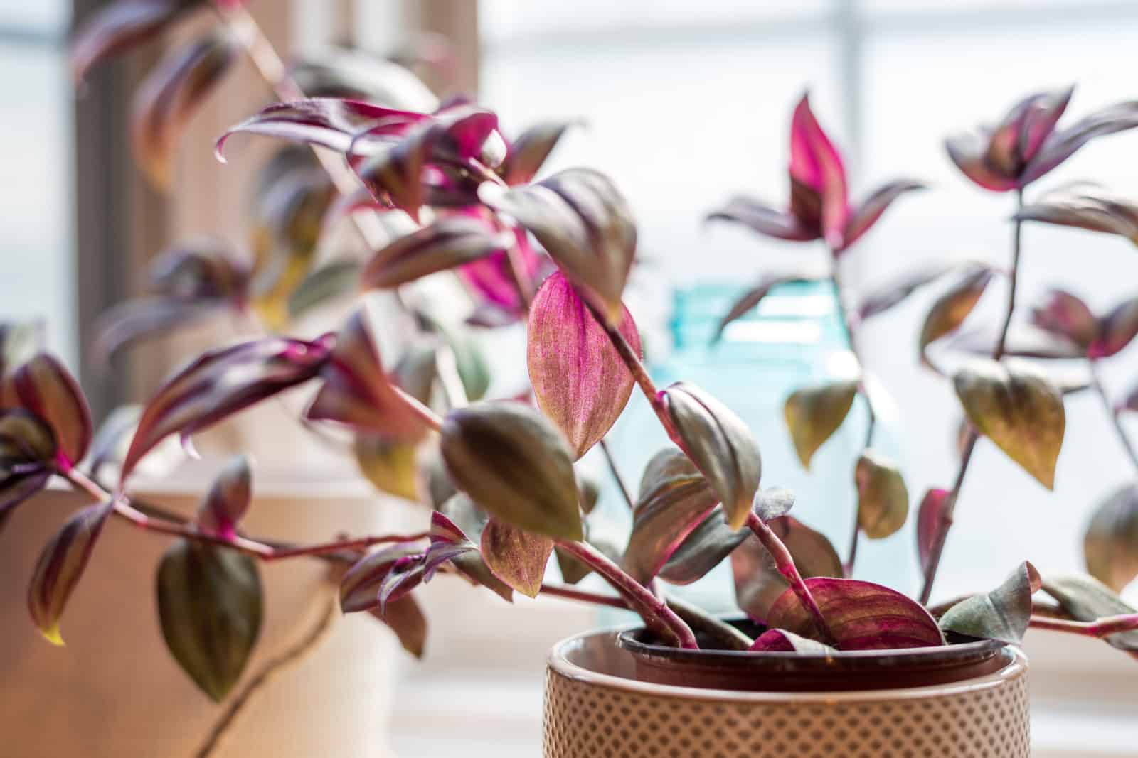 Closeup of wandering jew houseplant on the window sill in natural light
