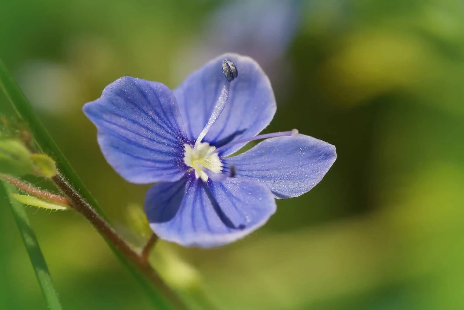 Closeup on the brilliant and fragile blue flower of a germander speedwell