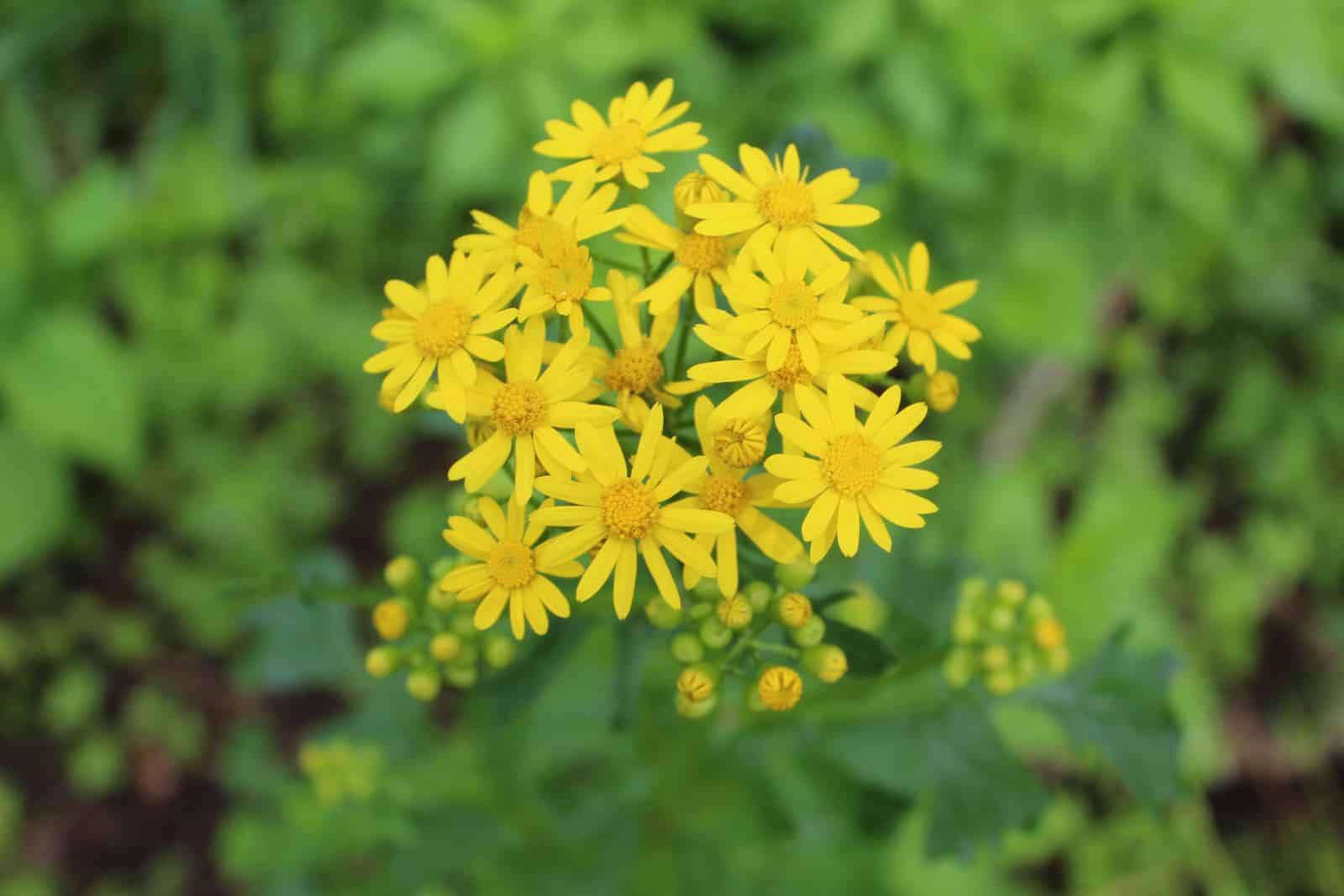 Cluster of butterweed blooms