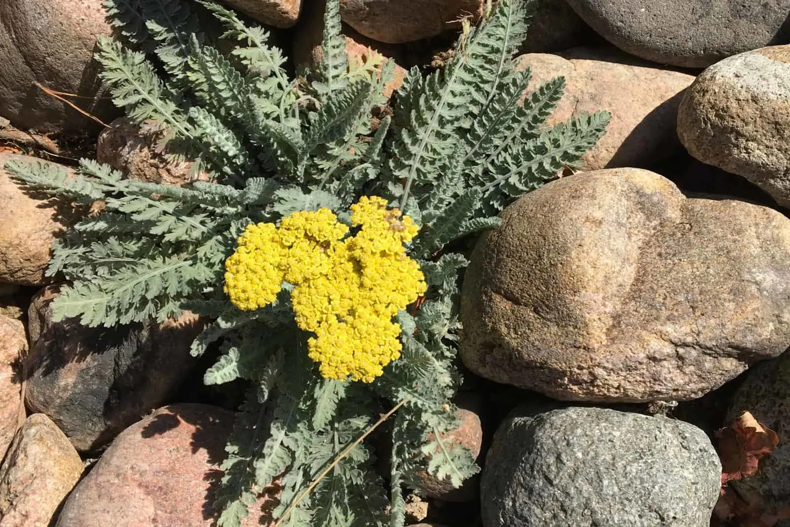 Colorado Flowering Fern Leaf Yellow Yarrow Rock Garden