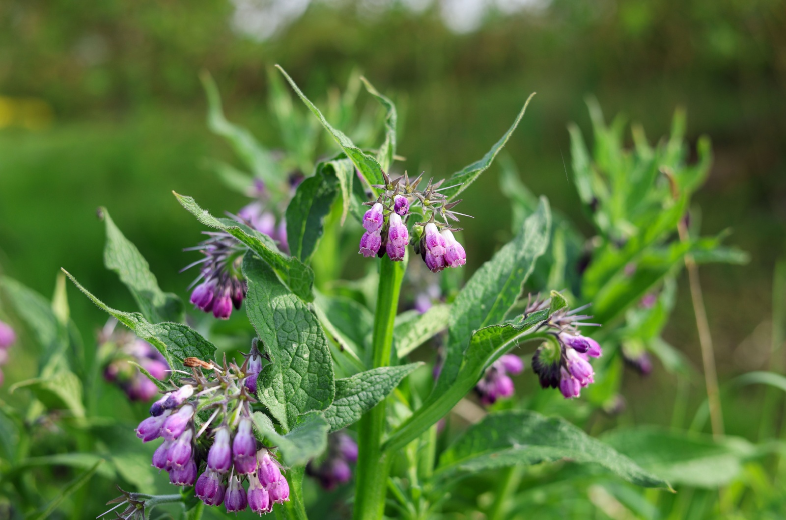 Comfrey