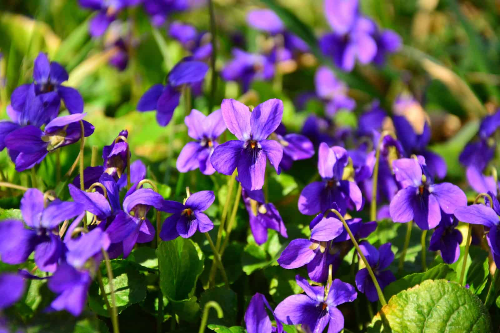 Common Violet, or Garden Violet