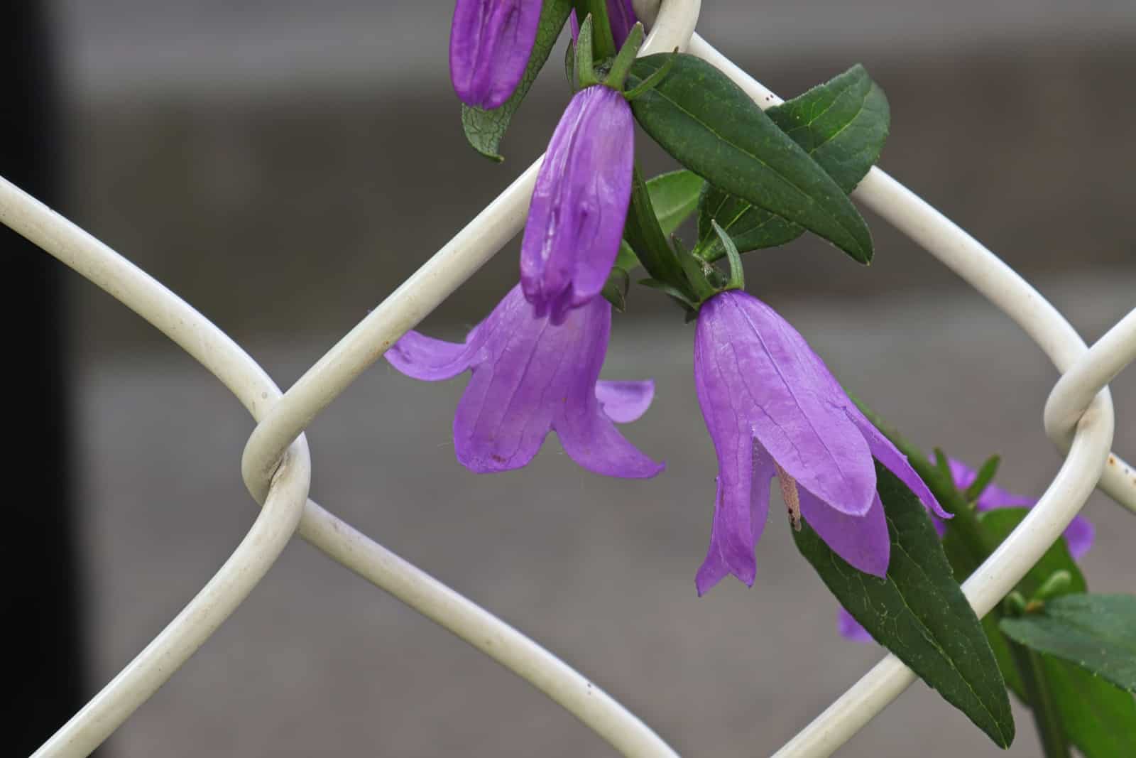 Creeping Bellflower and invasive weed on a fence
