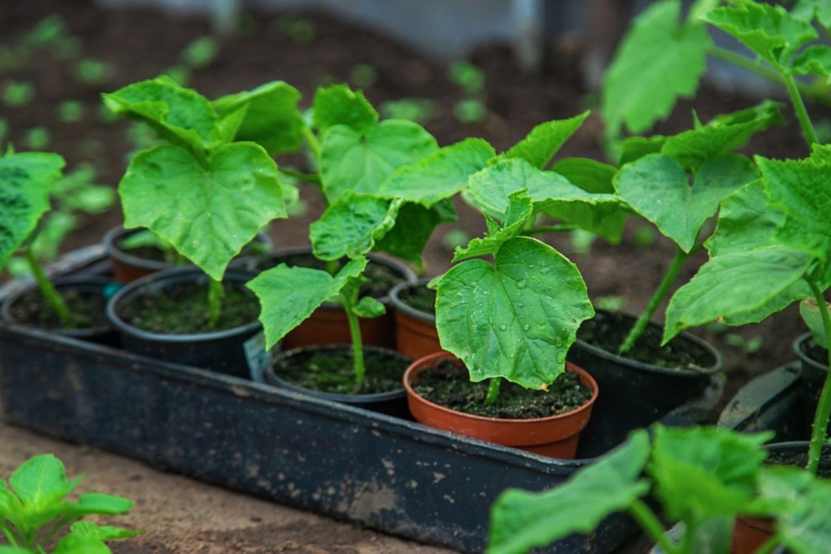 Cucumber Watering Requirements From Seed To Maturation