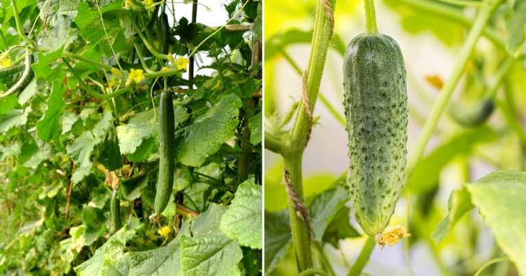 Cucumber Watering