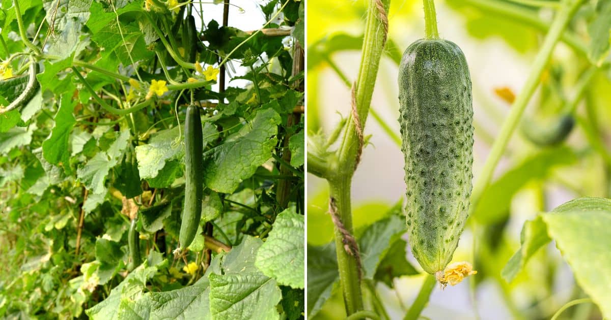 Cucumber Watering Requirements From Seed To Maturation  