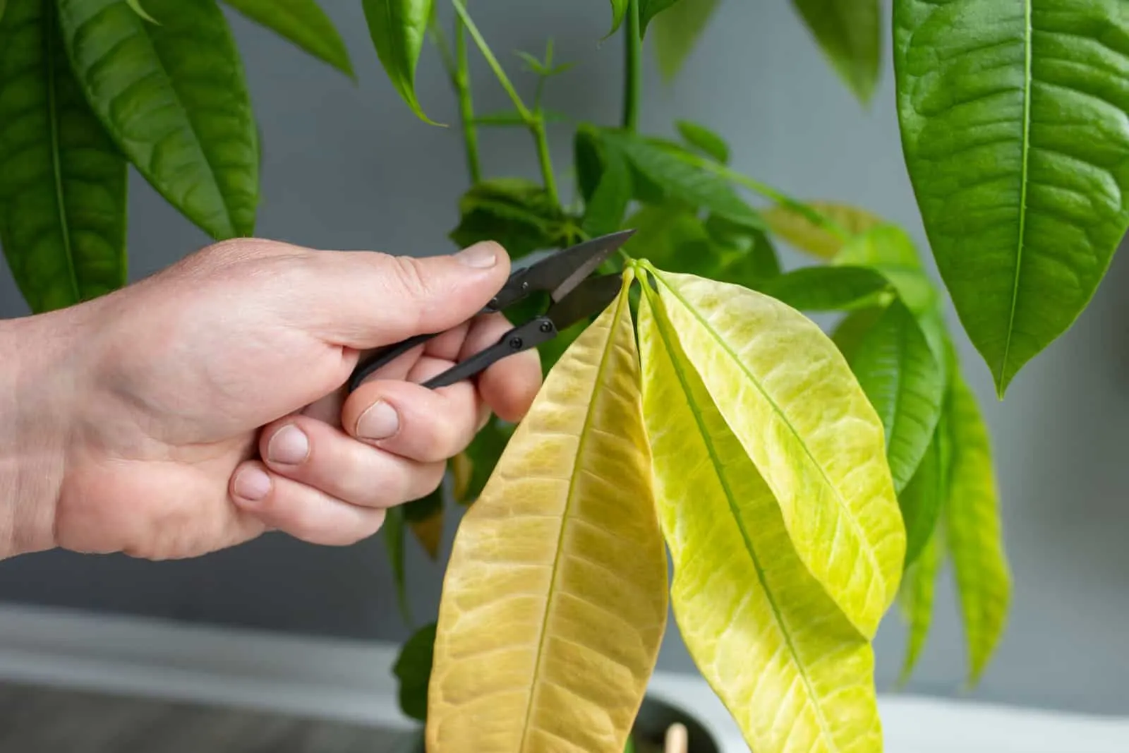 Cutting pruning dead leaves from a Pachira Aquatica plant