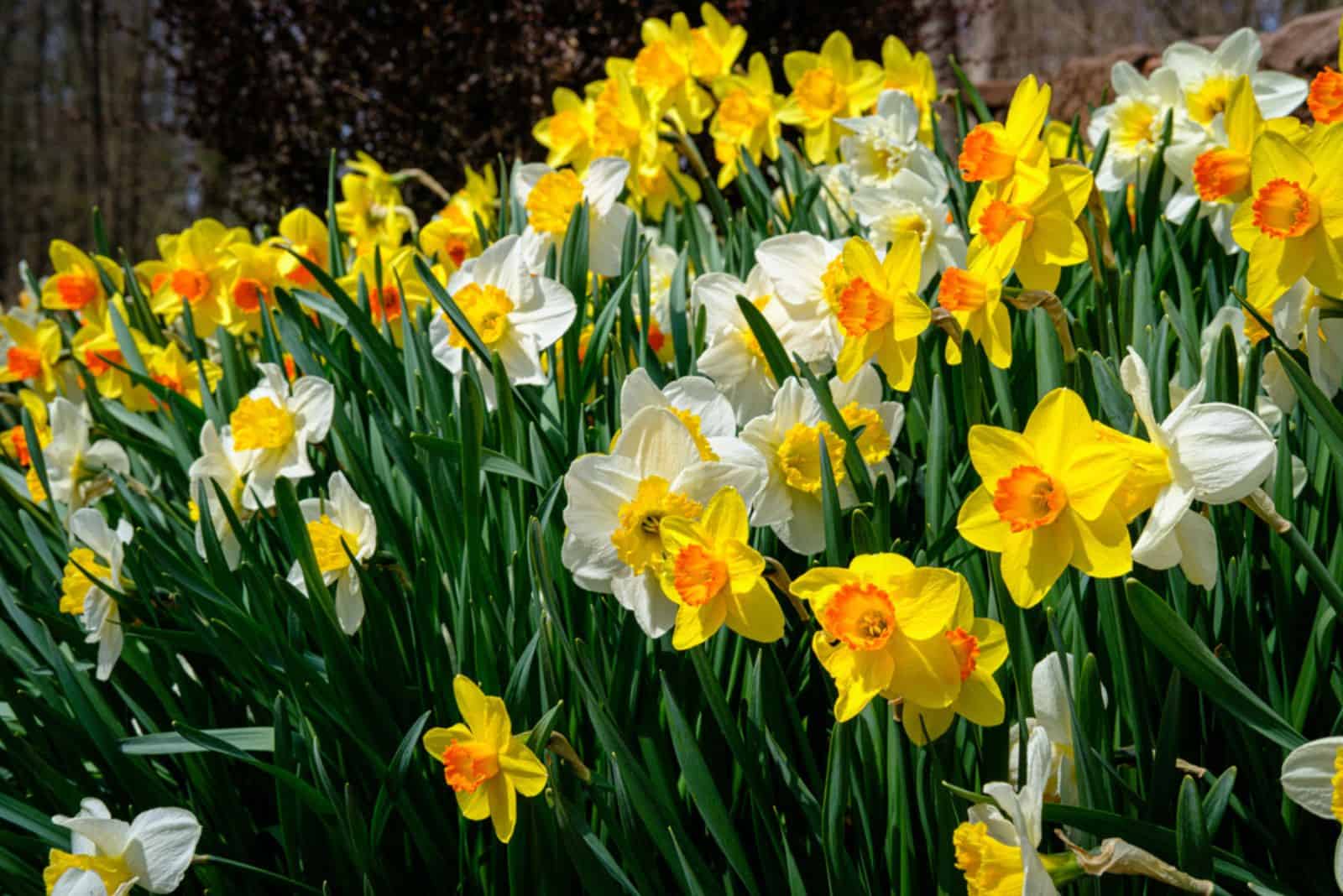 Daffodils beautiful flowers in bloom