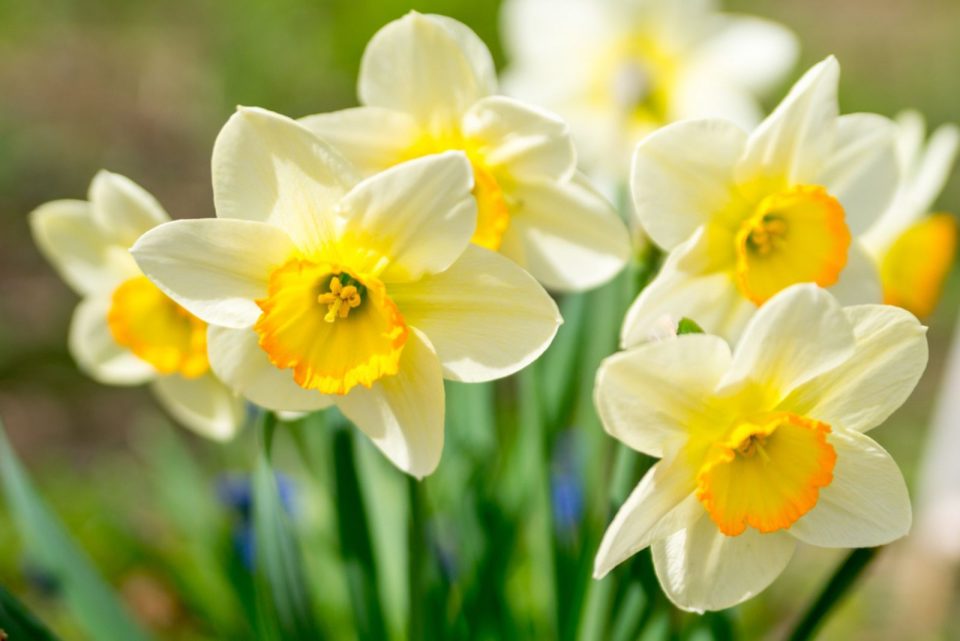 9 Things You Probably Didn’t Know About Daffodils