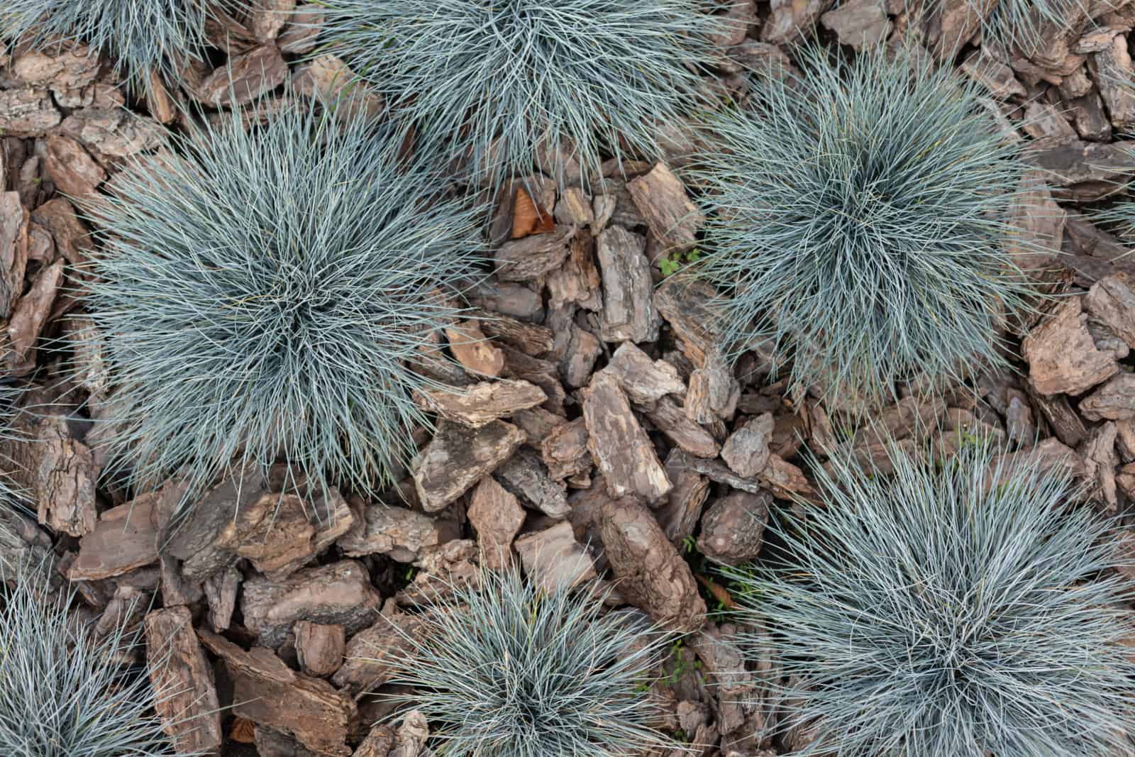 Decorative blue fescue plants with silver color leaves in garden