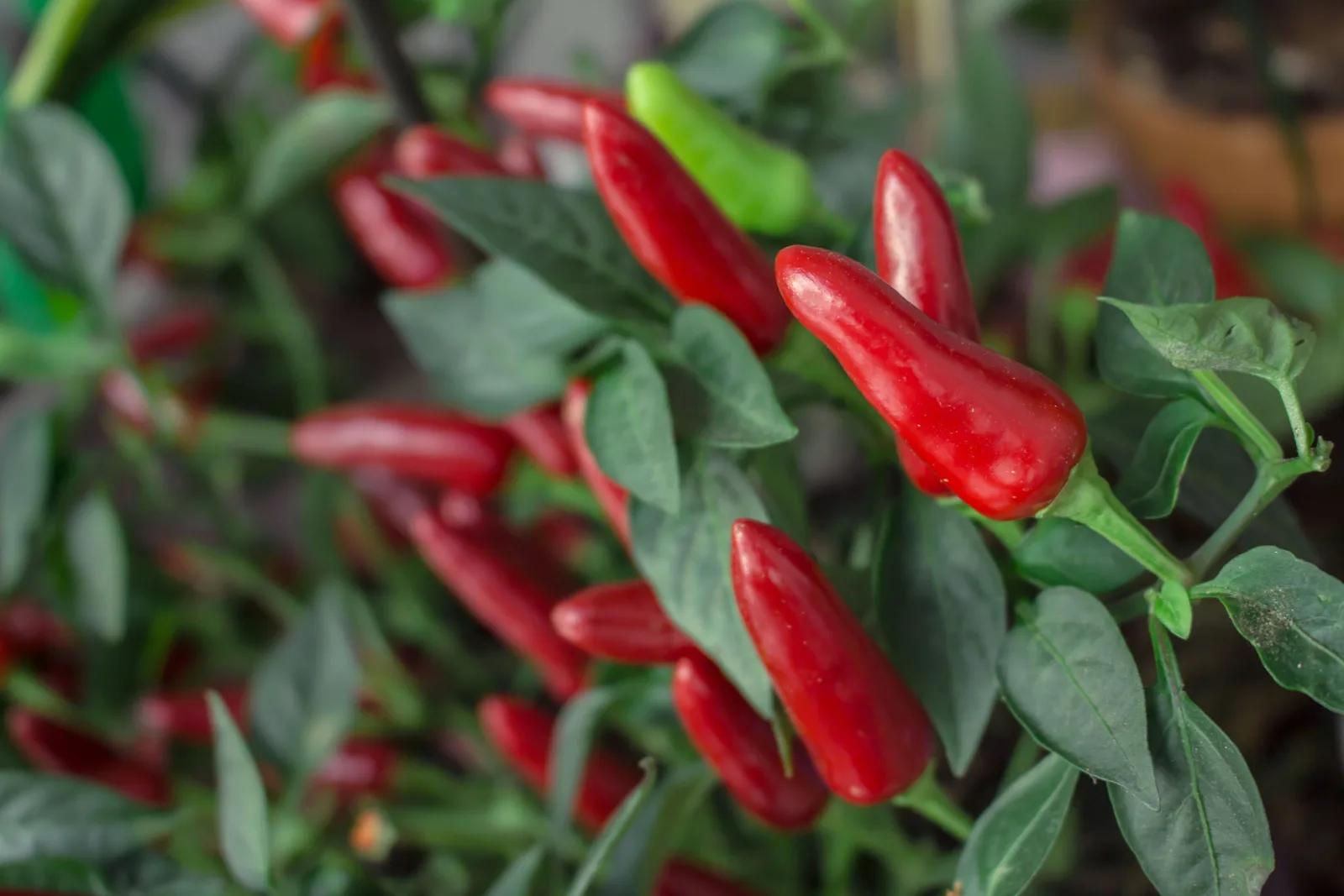 Detail on a plant full of ripe red chillies