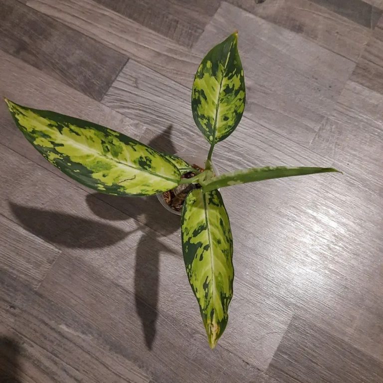 30 Captivating Dieffenbachia Varieties + Tips For Growing Them