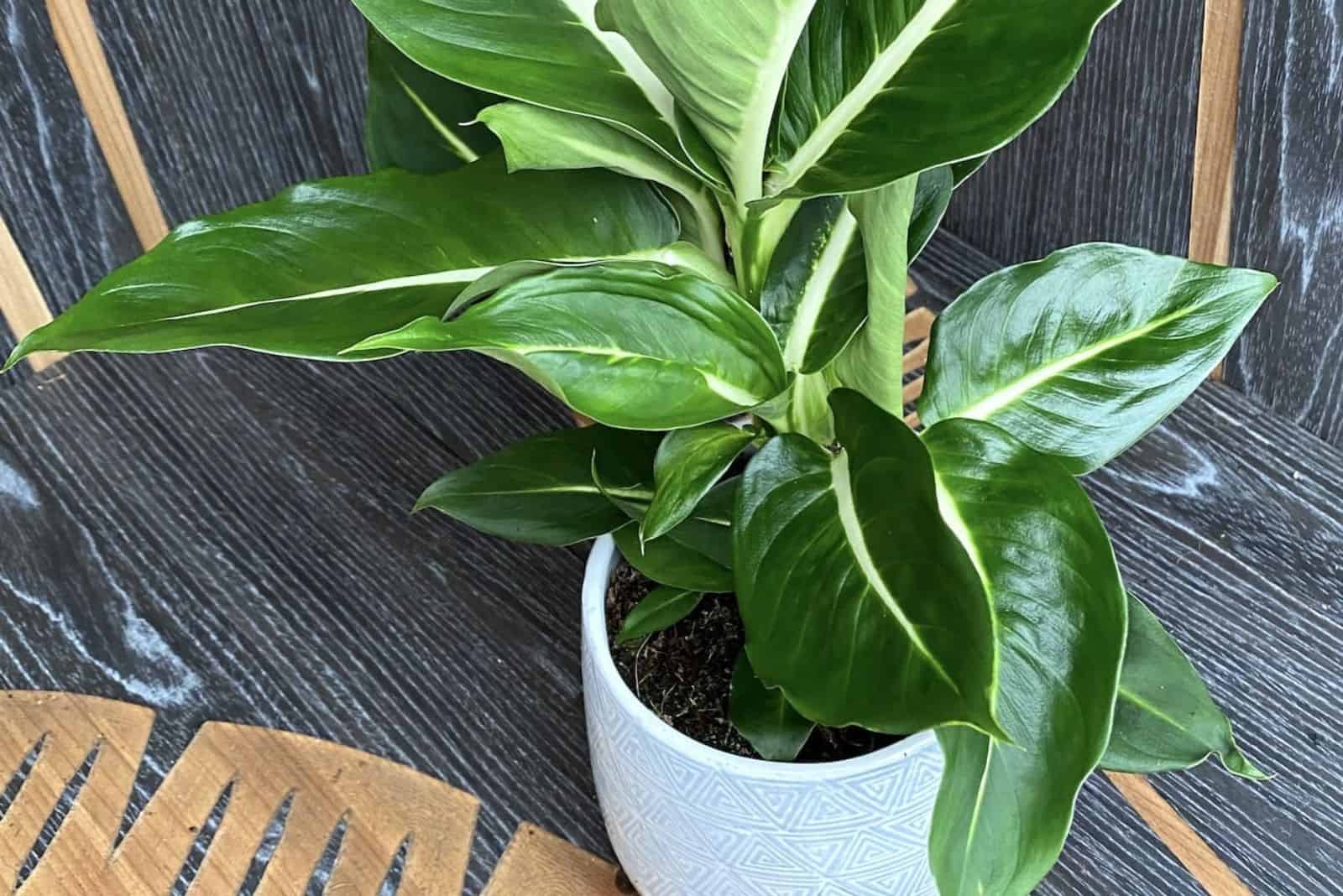 Dieffenbachia Green Magic