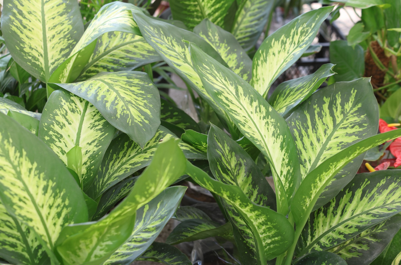 Dumb Cane