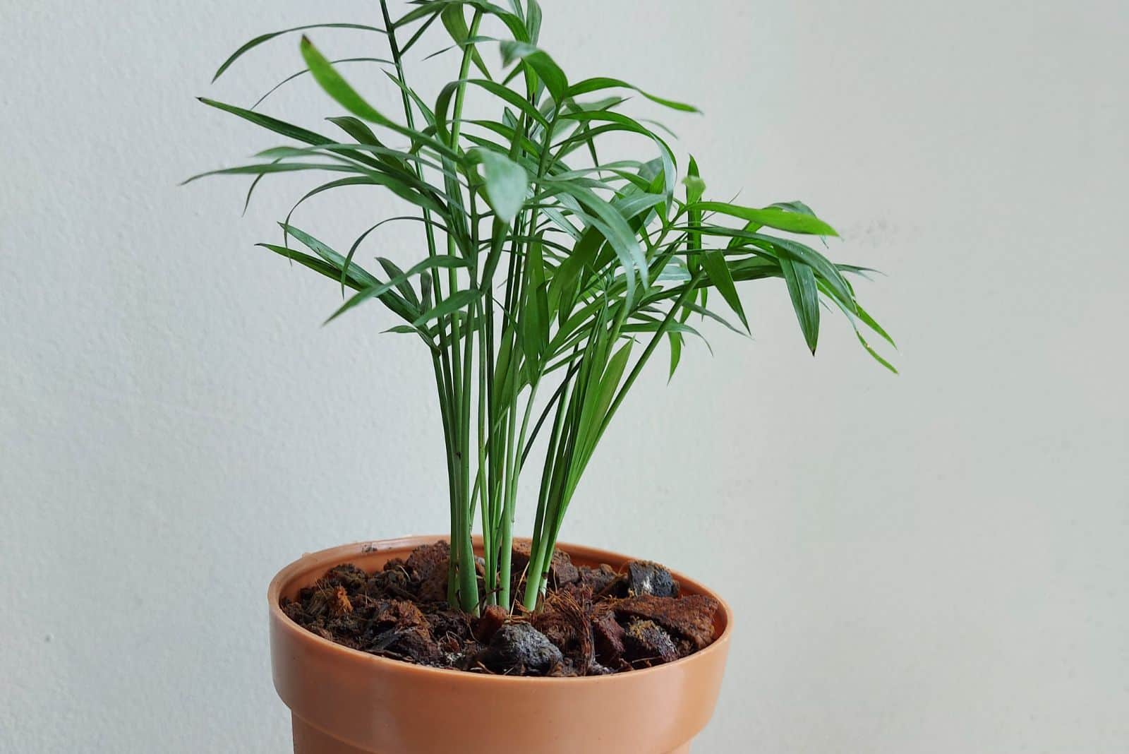 Dwarf Bamboo Palm in a brown pot