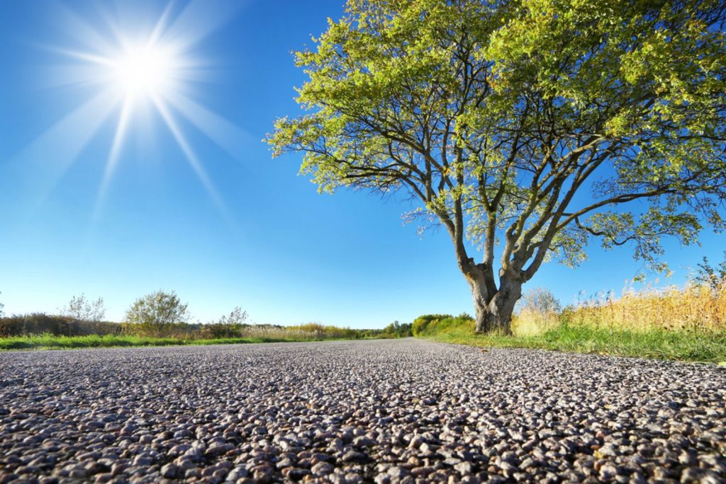 25 Spiritual Trees And What They Symbolize Around The World
