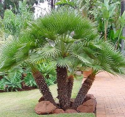 European Fan Palm