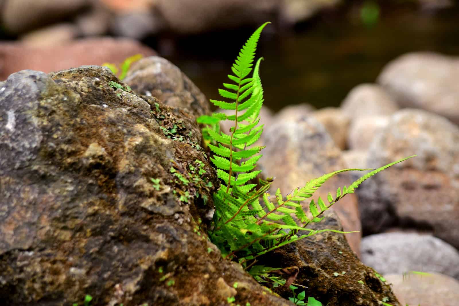 Ferns grow on rocks