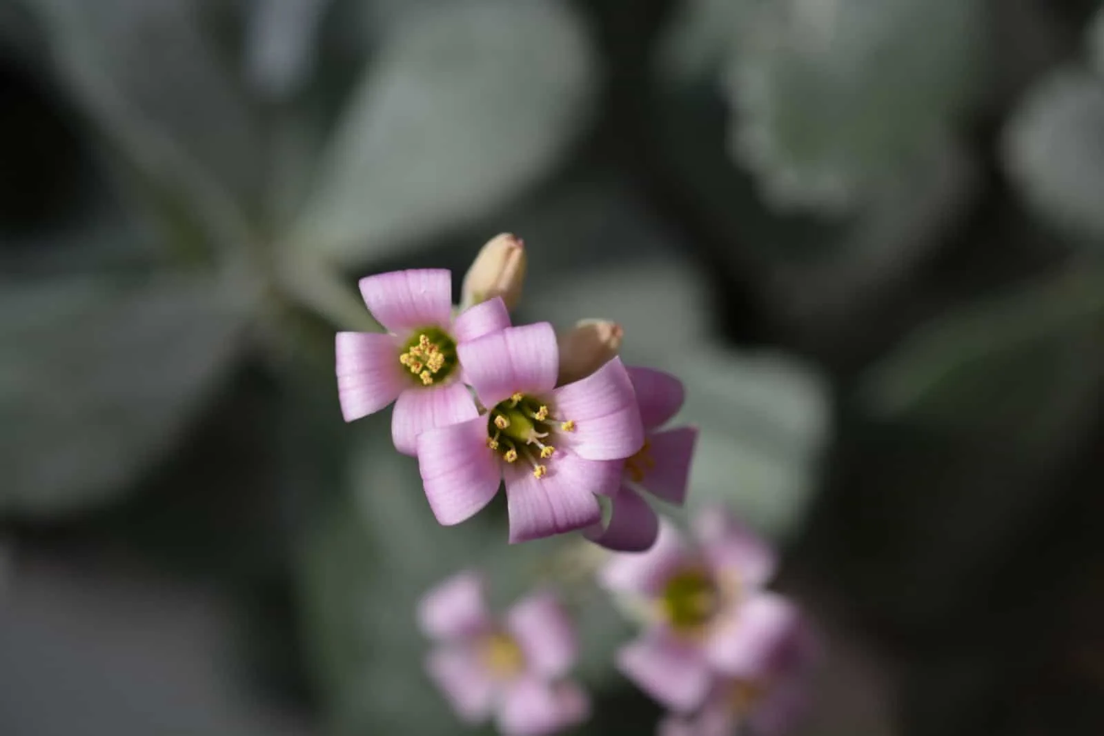 Flower dust plant - Kalanchoe pumila
