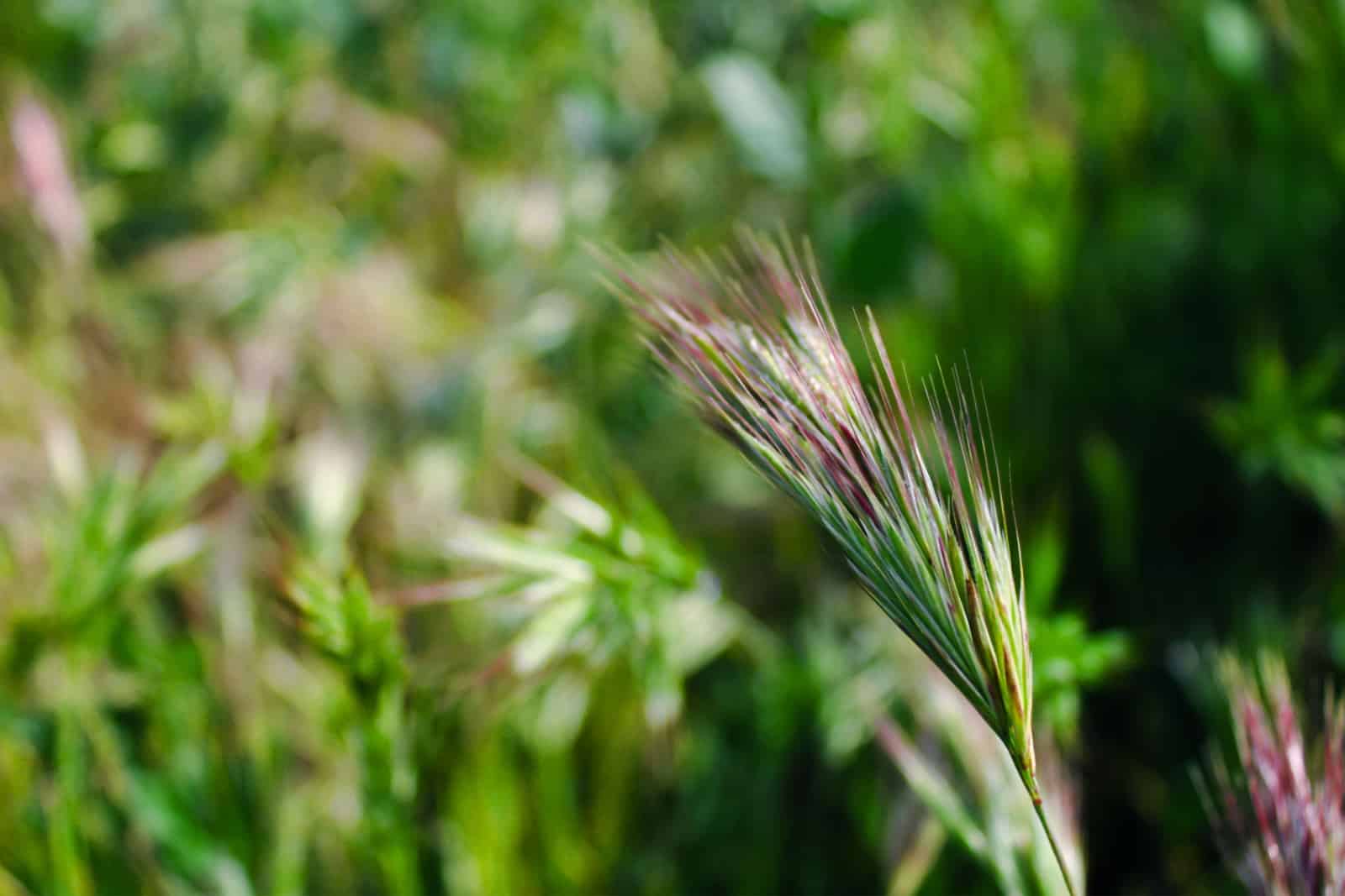 Flower of the Chinese silver grass.