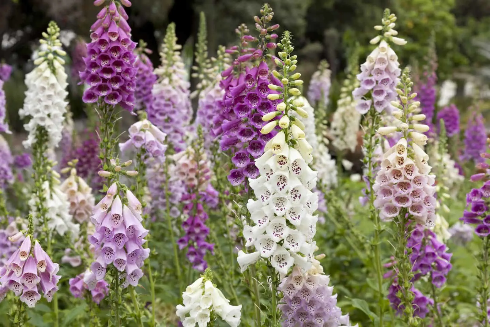 Fresh blooming purple and white foxglove in a field