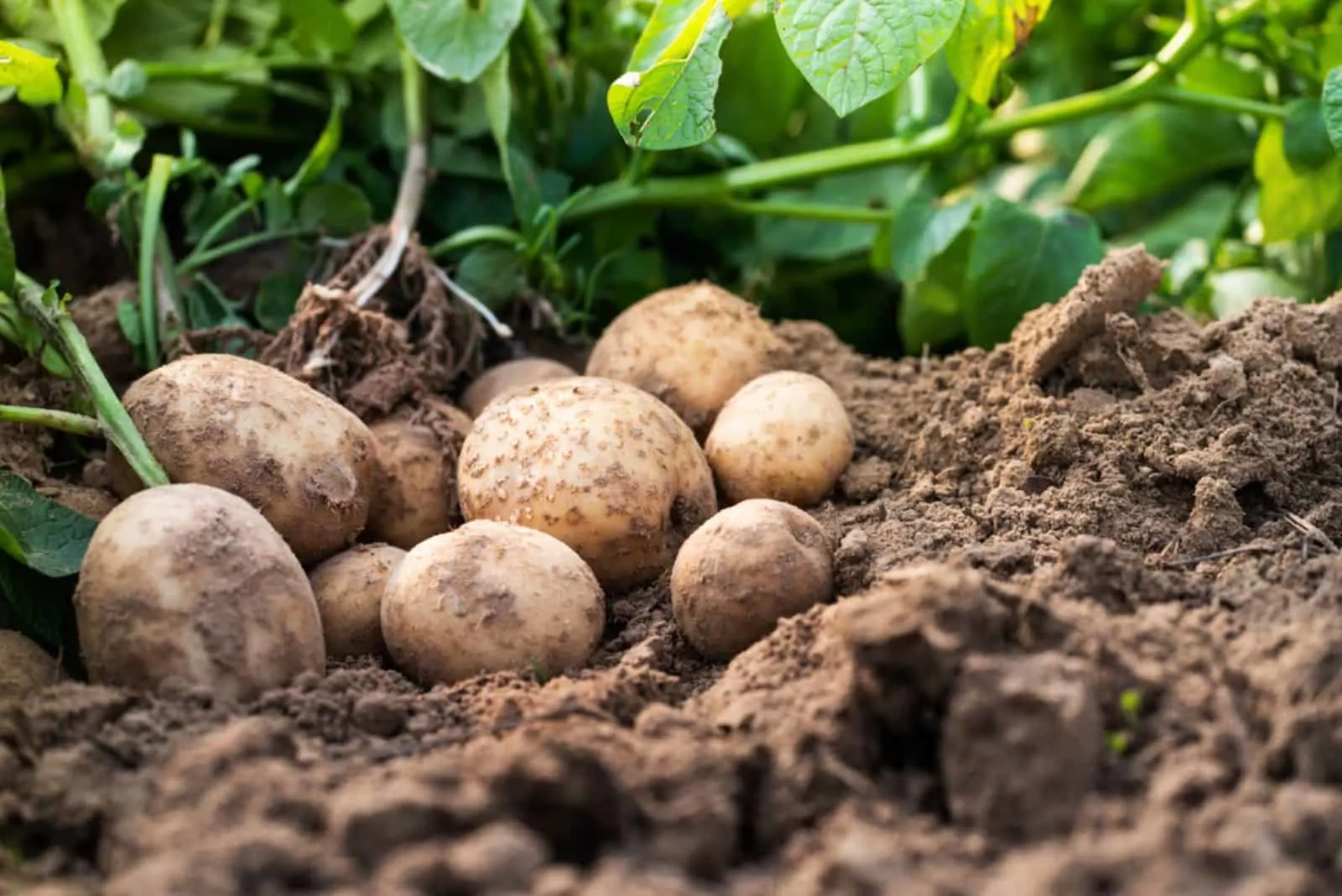 Fresh organic potatoes in the field,harvesting potatoes from soil