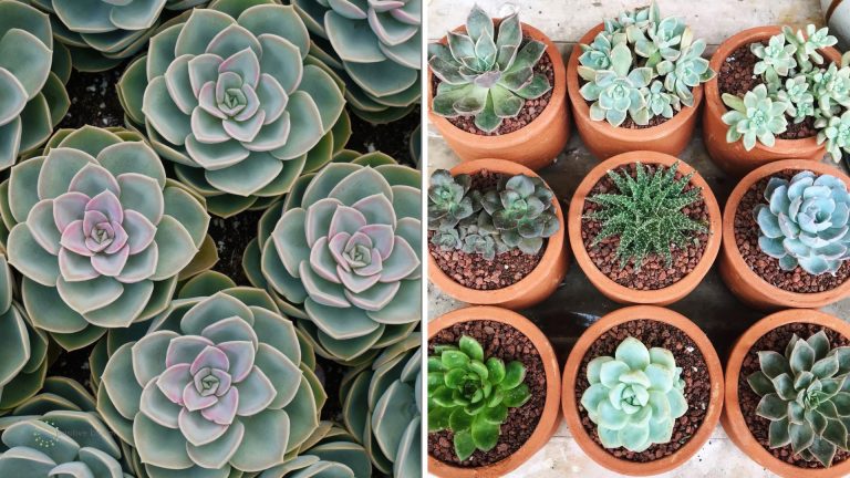 succulents from smaller to bigger