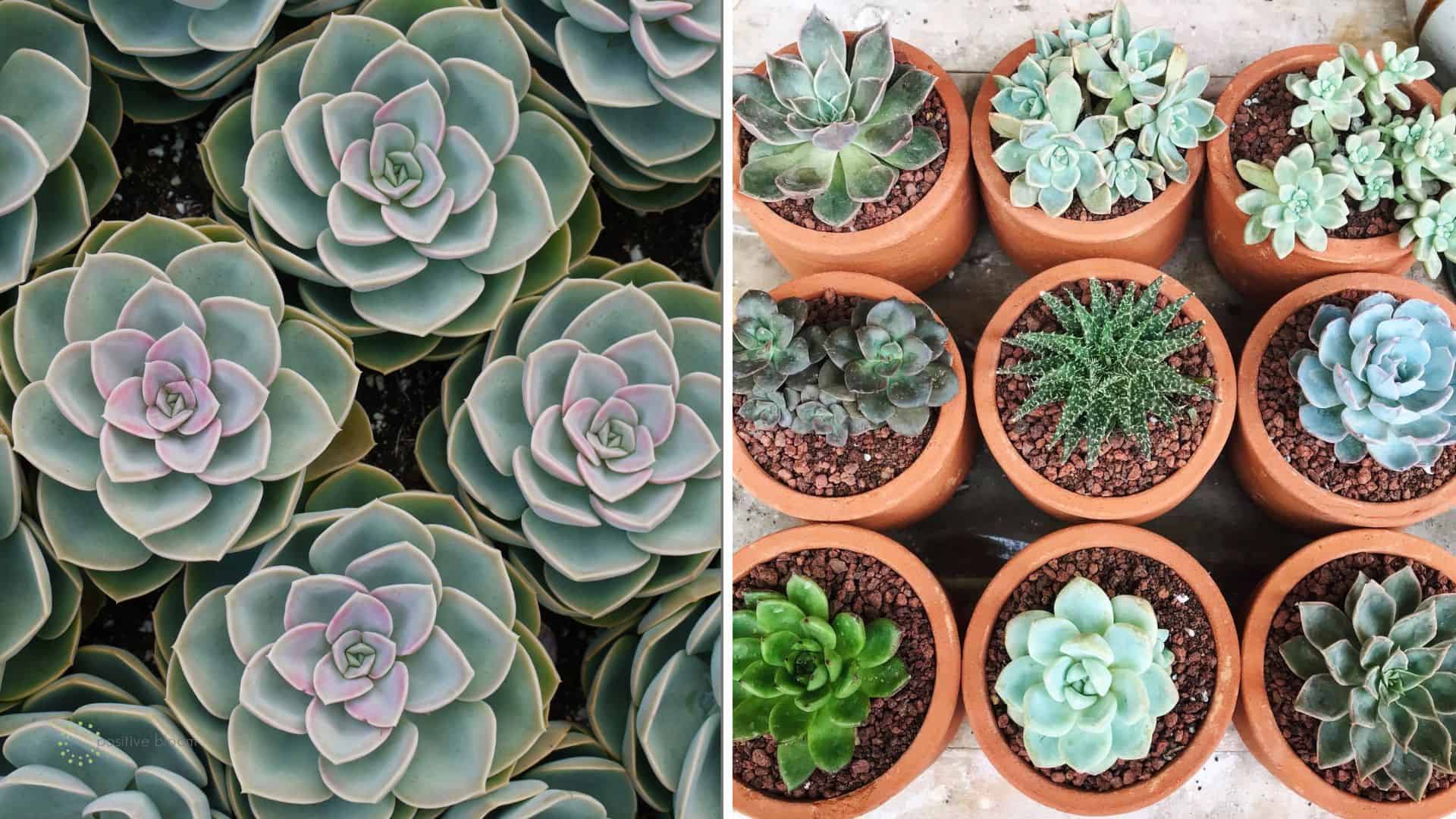 succulents from smaller to bigger