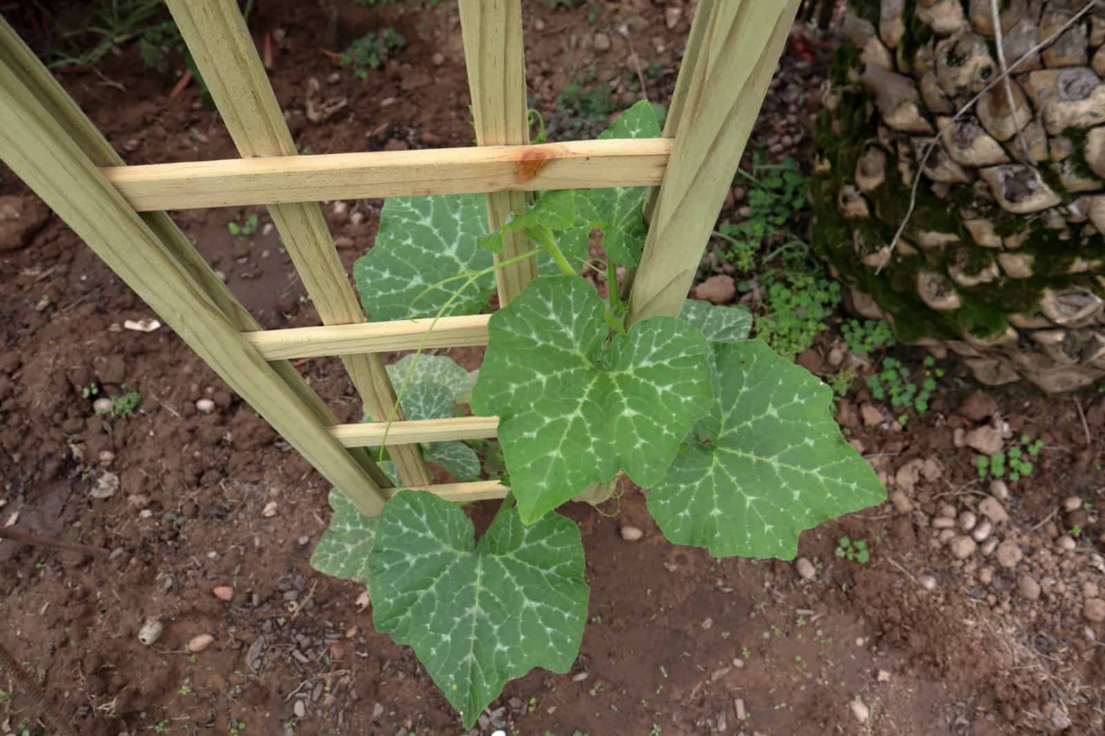 Growing butternut vertically on a trellis to promote more growth