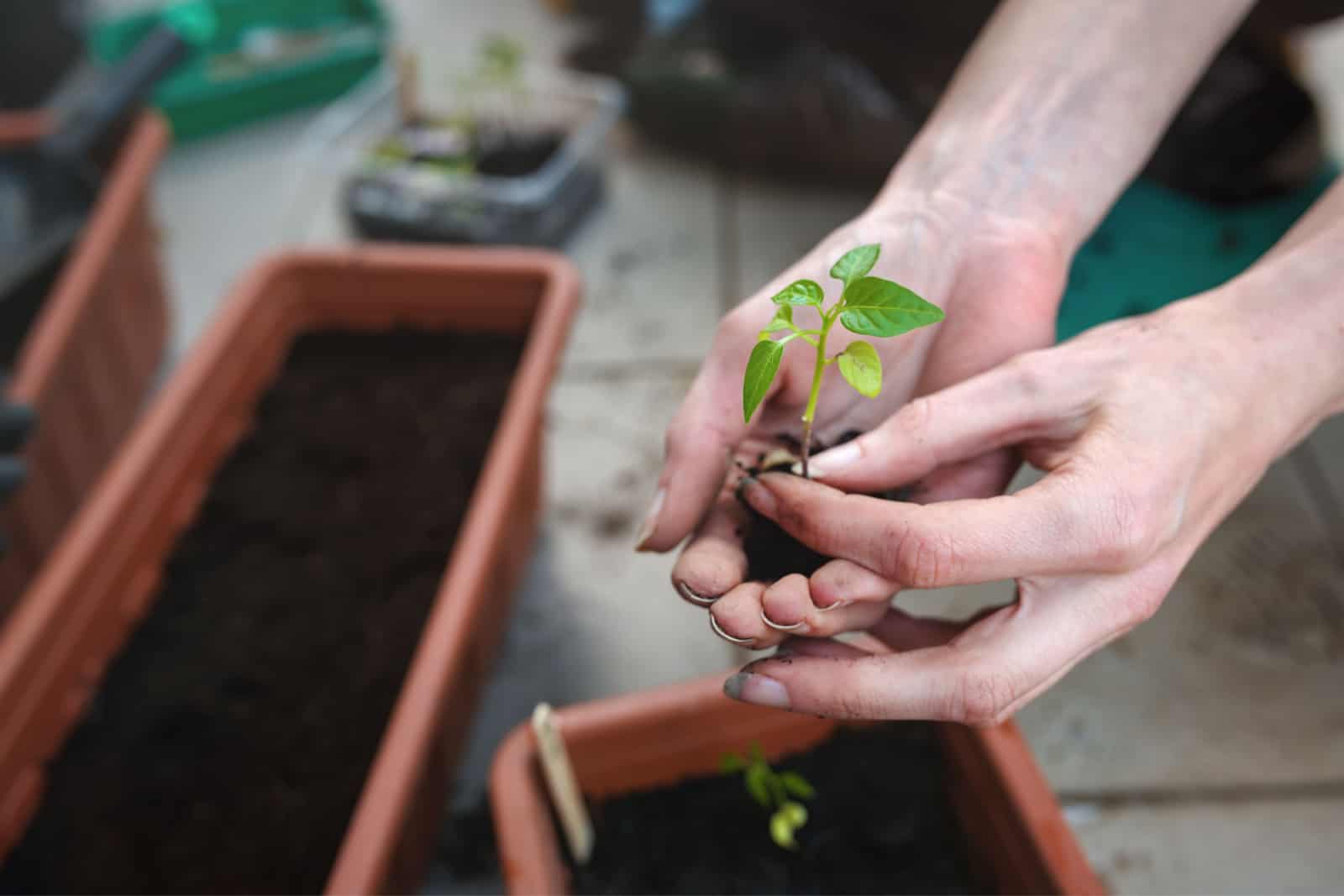 Hands of woman planting habanero pepper seedlings in the soil in a garden planter box