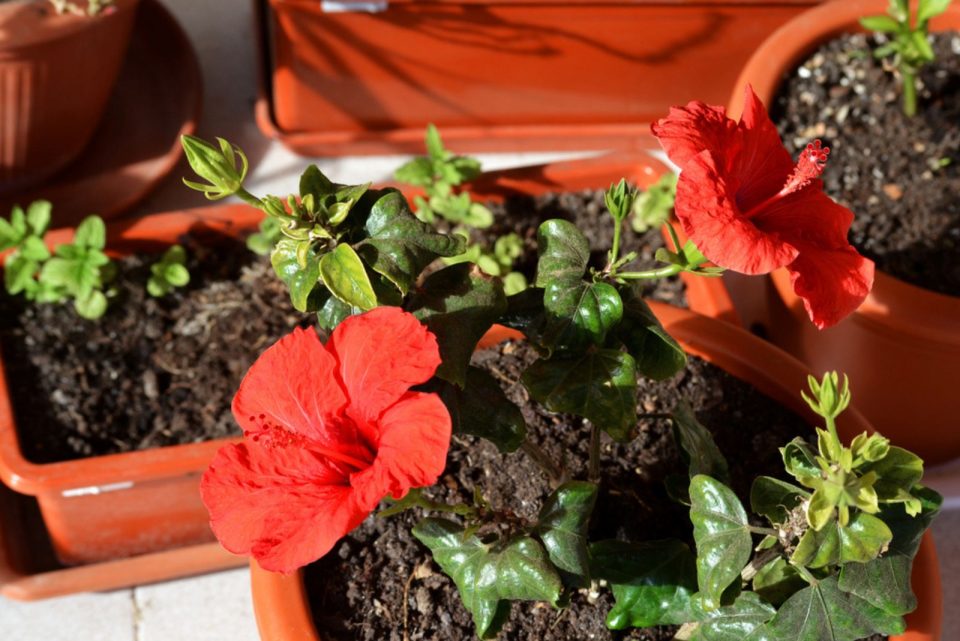 8 Care Tips To Help You Deal With A Hibiscus Not Blooming