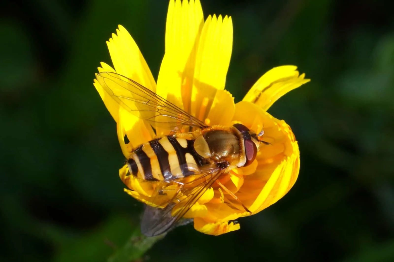 Hoverfly on a yellow hawkweed