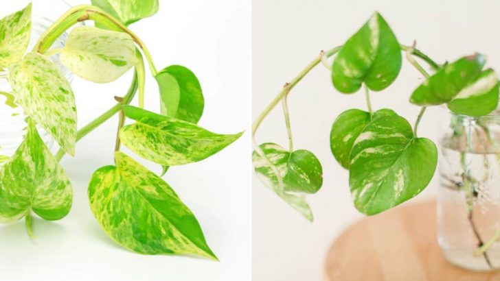 How Much And How Often To Water Pothos Grown Indoors