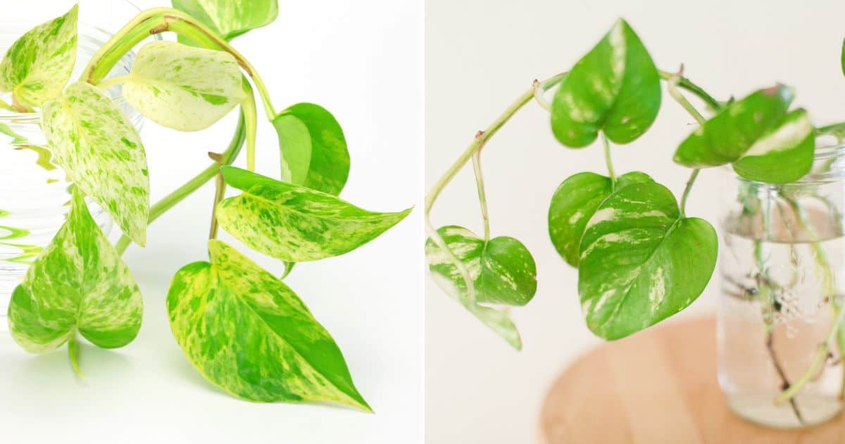How Much And How Often To Water Pothos Grown Indoors