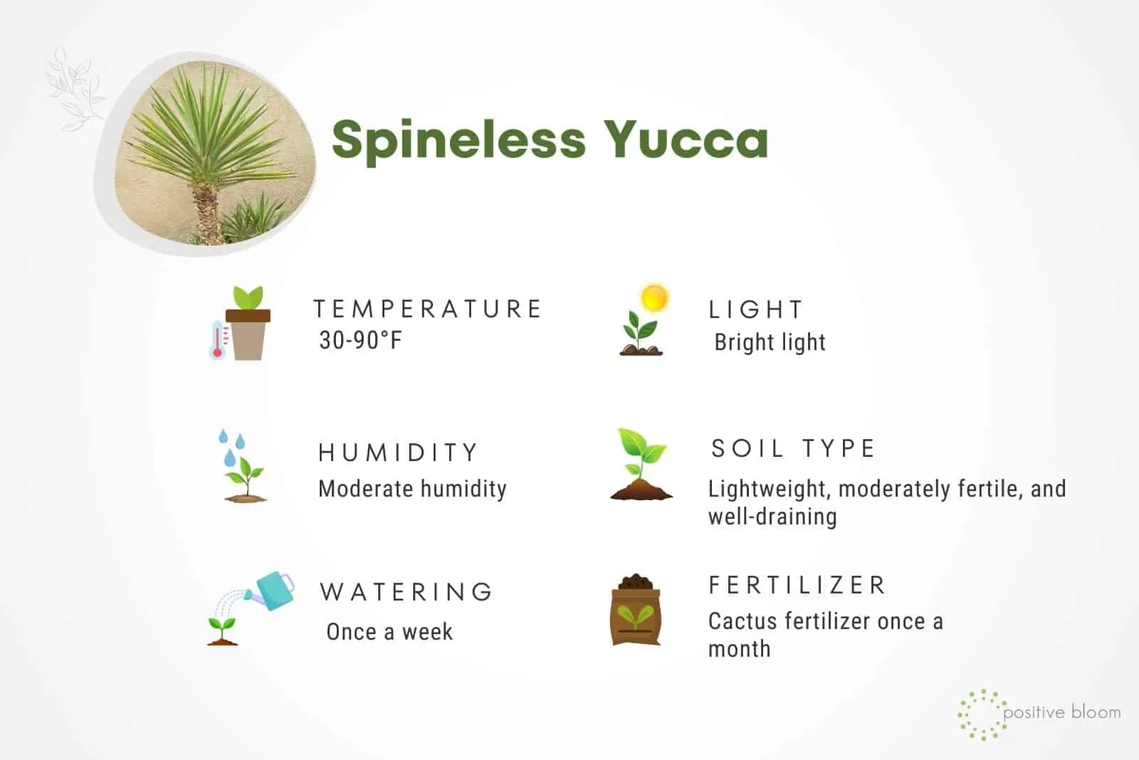 How To Care For The Spineless Yucca