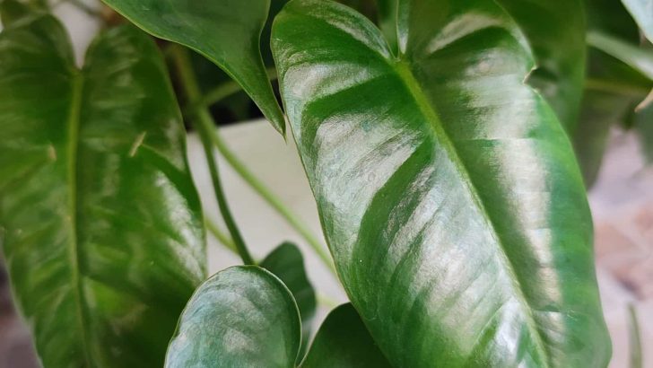 How To Grow And Care For The Blushing Philodendron