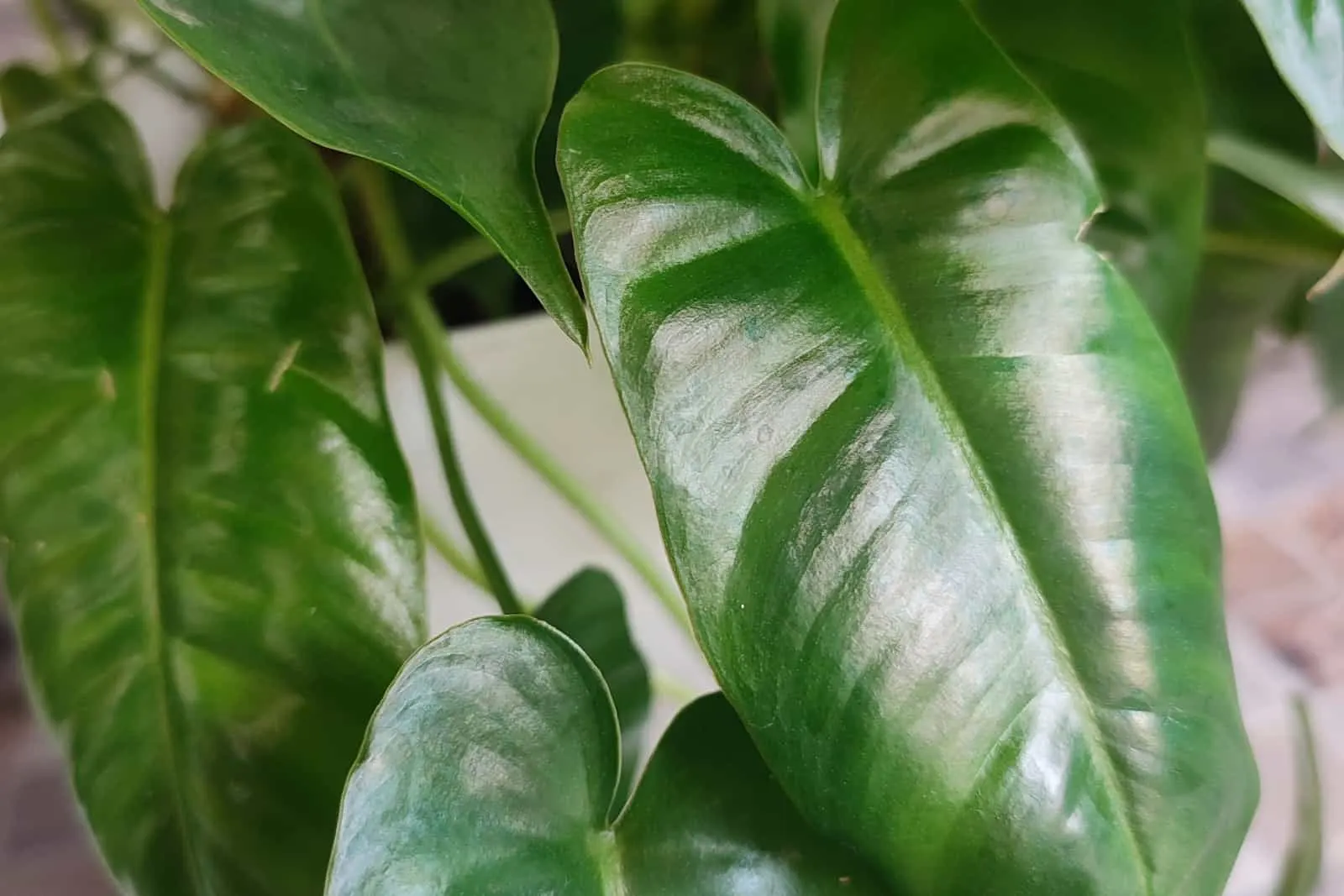 blushing philodendron plant