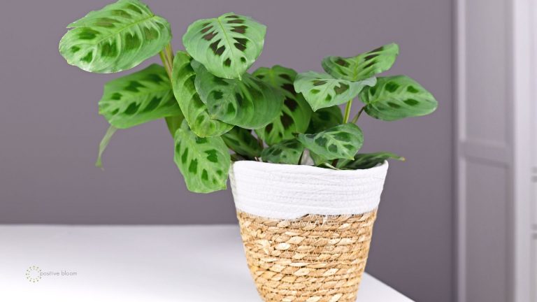 Maranta Leuconeura Kerchoveana