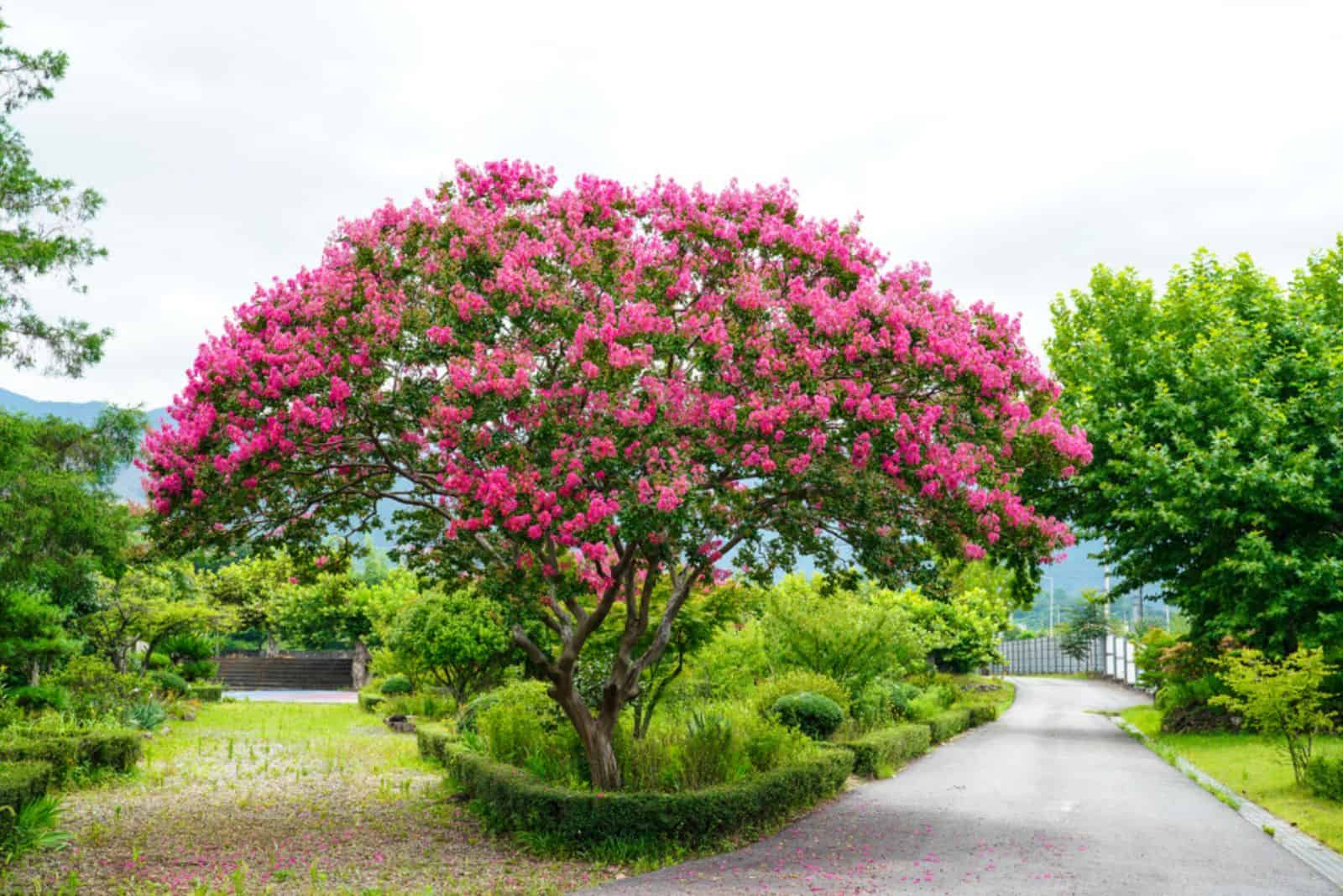How To Transplant Crepe Myrtle In 8 Easy Steps