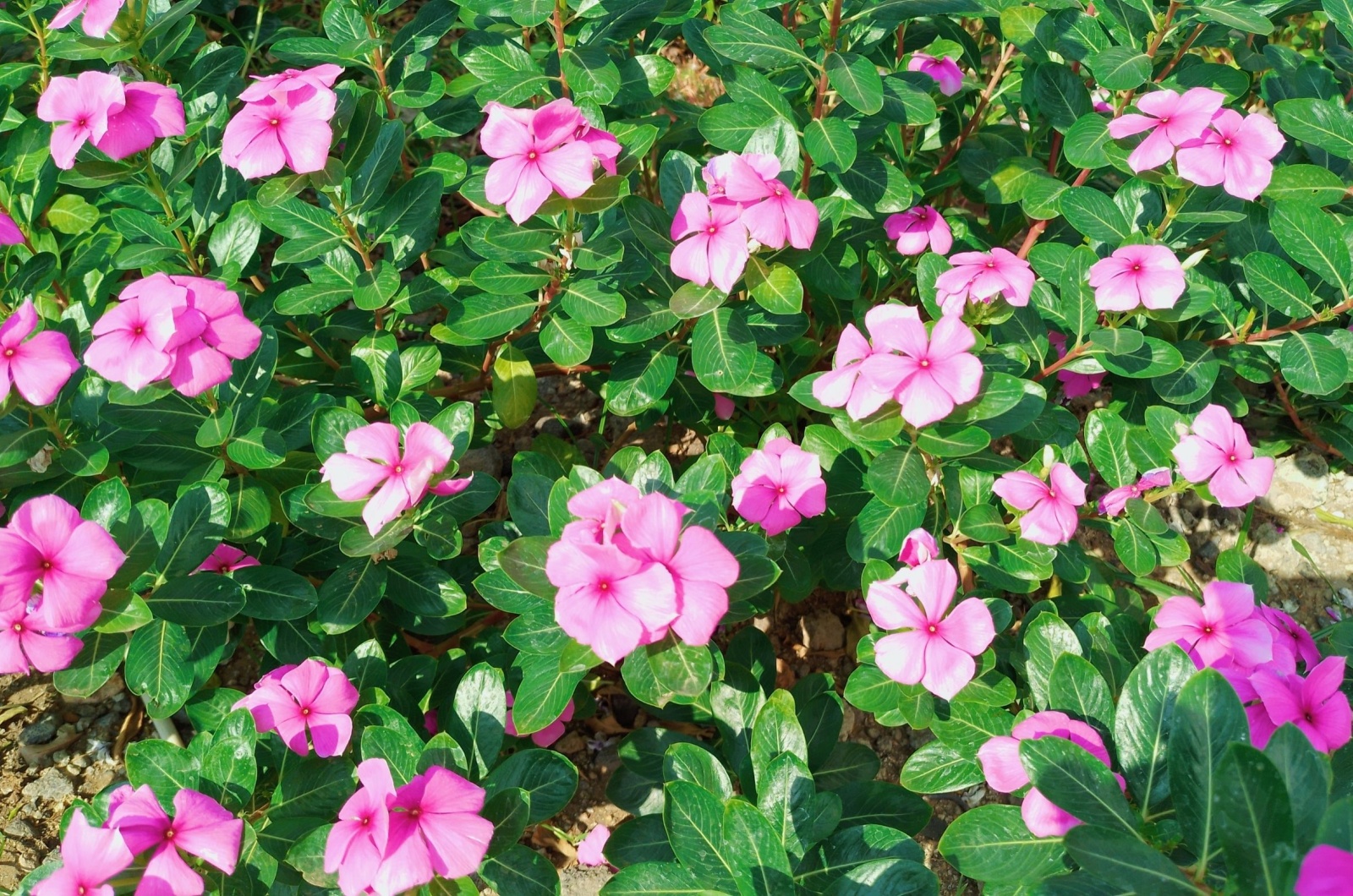 Impatiens pink flowers