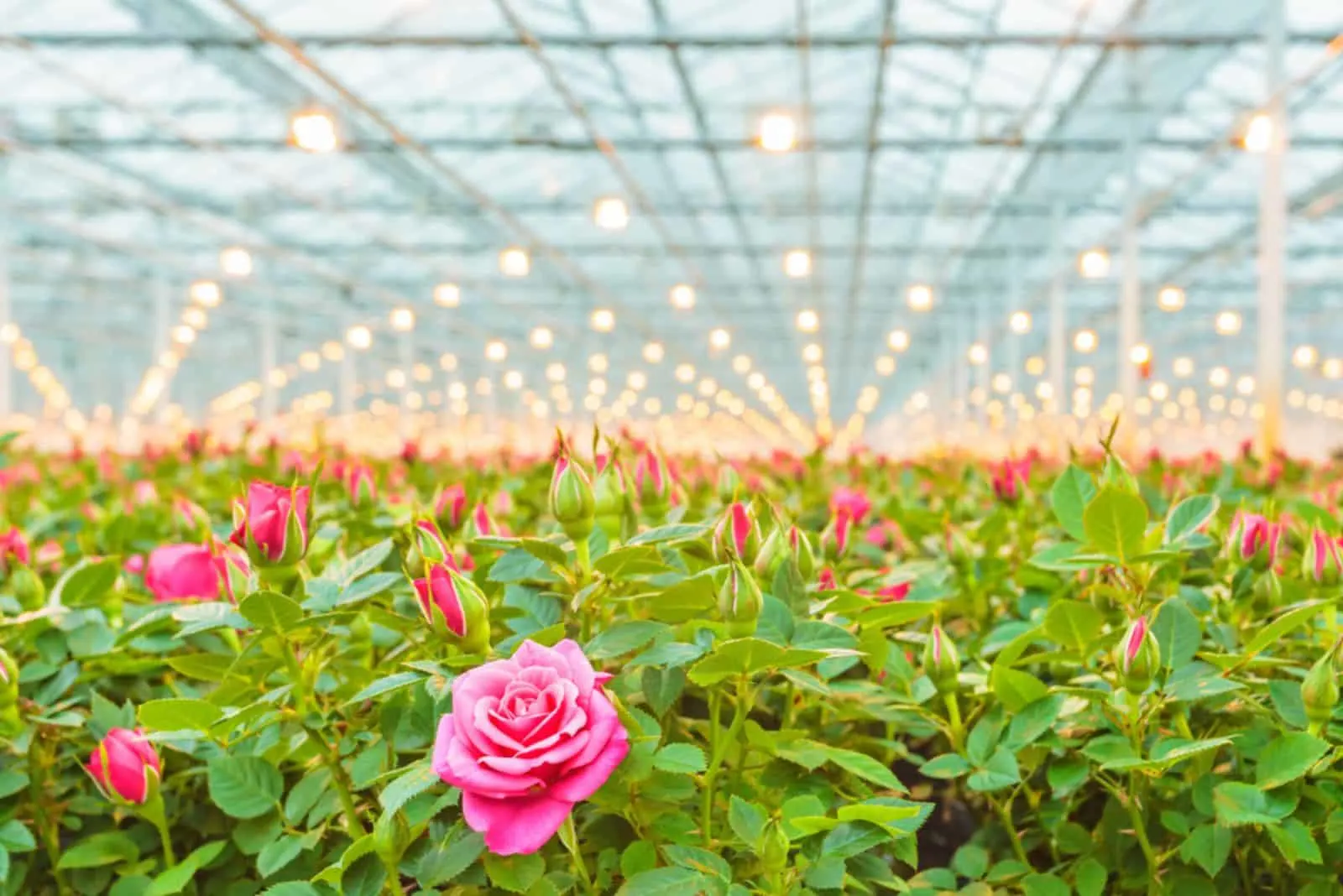 Industrial growth of pink roses
