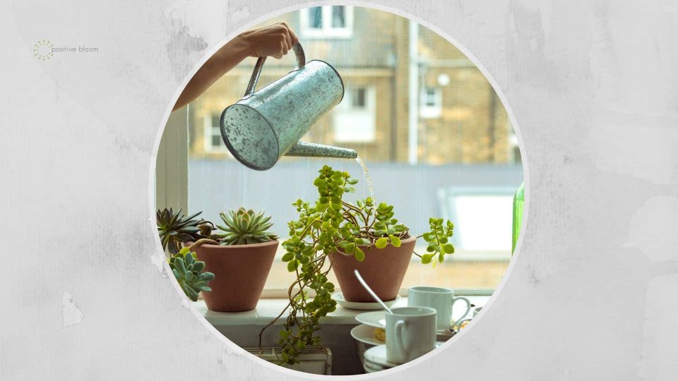 Is Using Pasta Water For Plants A Good Thing?