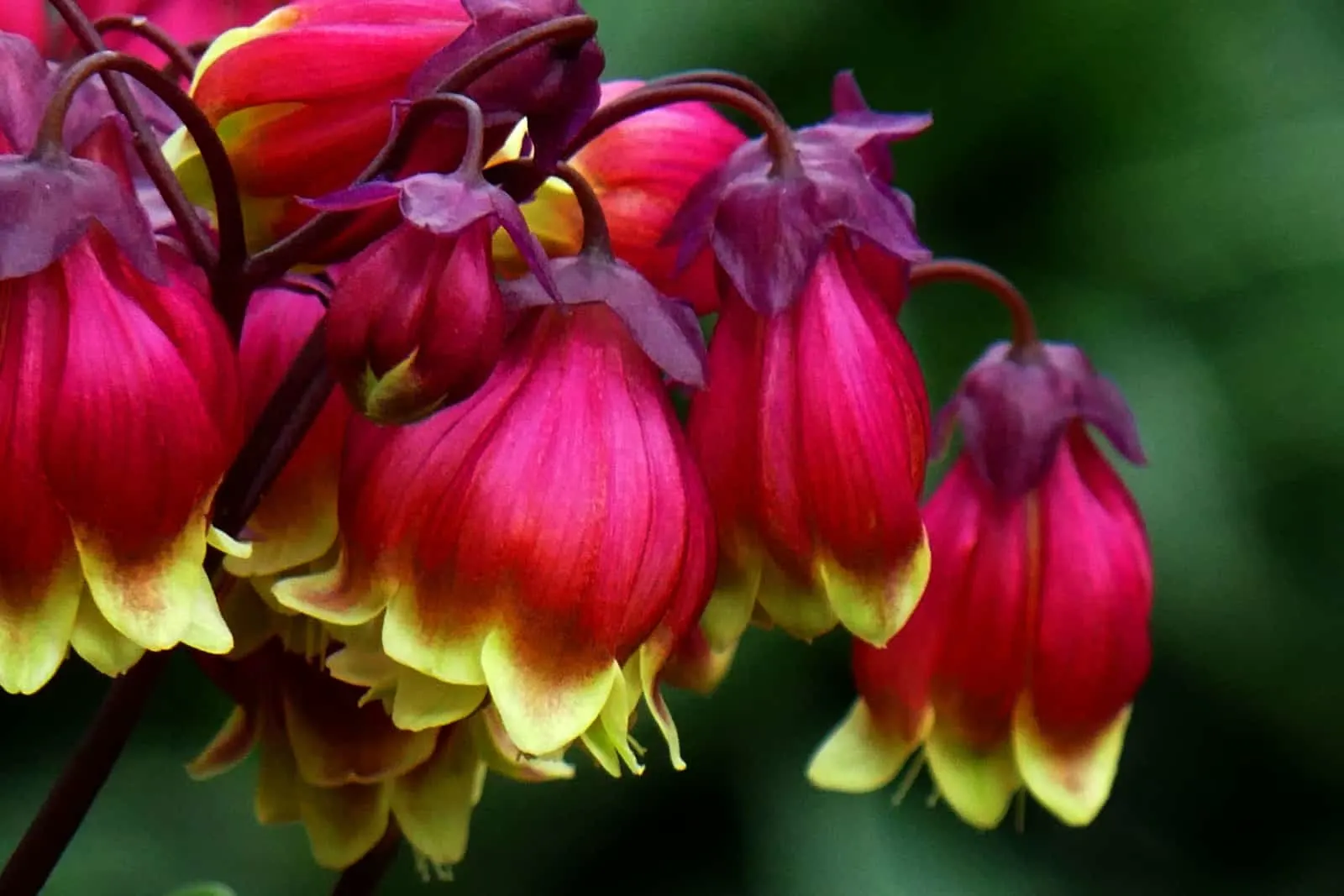 Kalanchoe Wendy