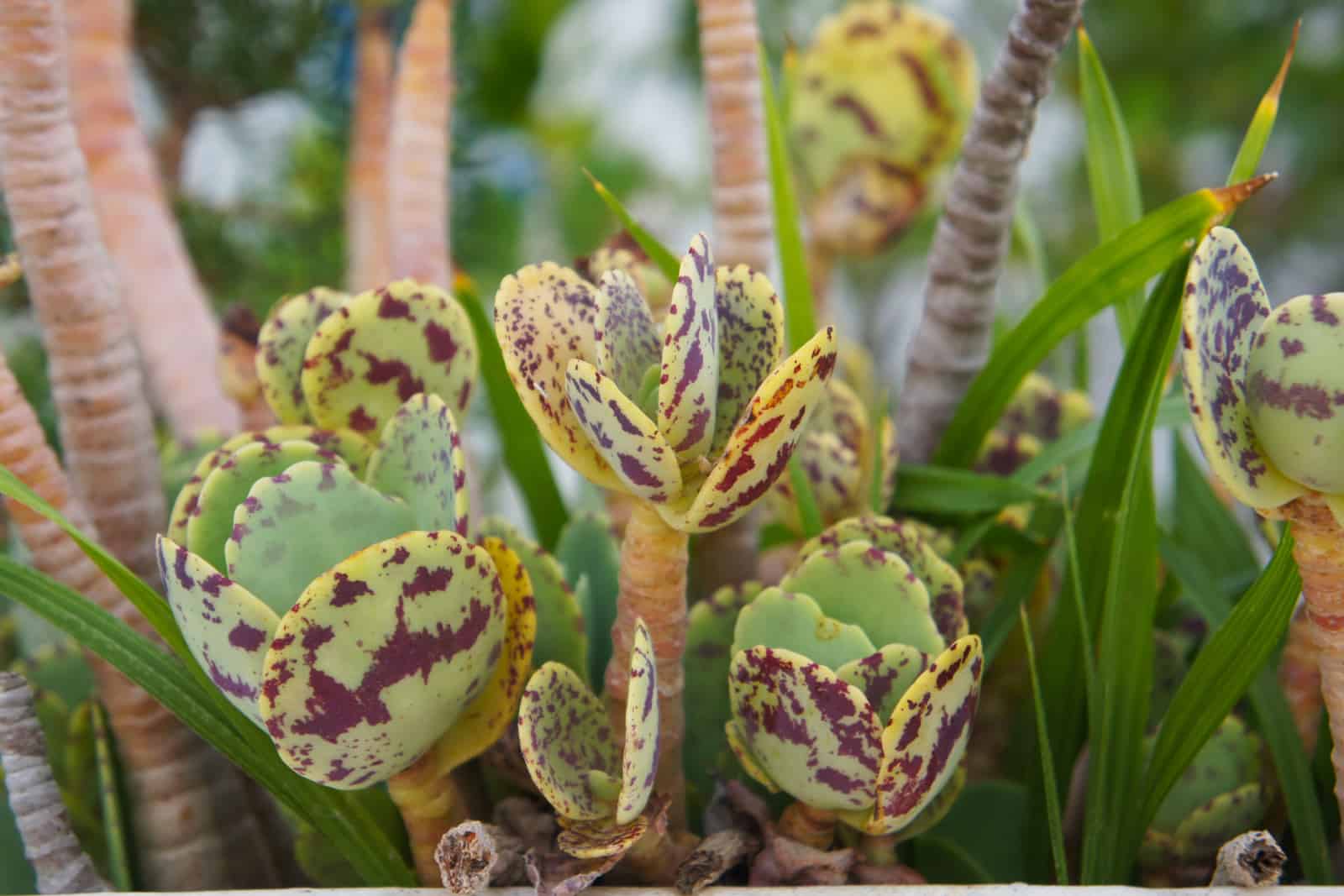Kalanchoe marmorata or penwiper plant