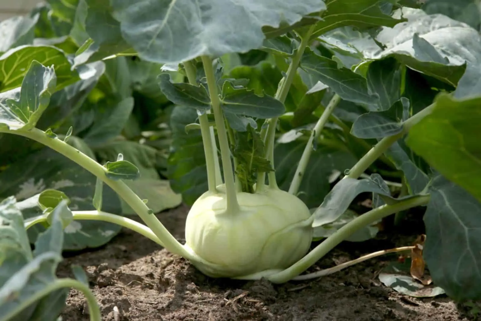 Kohlrabi cabbage growing in garden